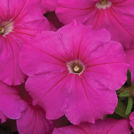 Upright Petunia Seeds Hurrah Pink Petunia 1,000 Pelleted Seeds