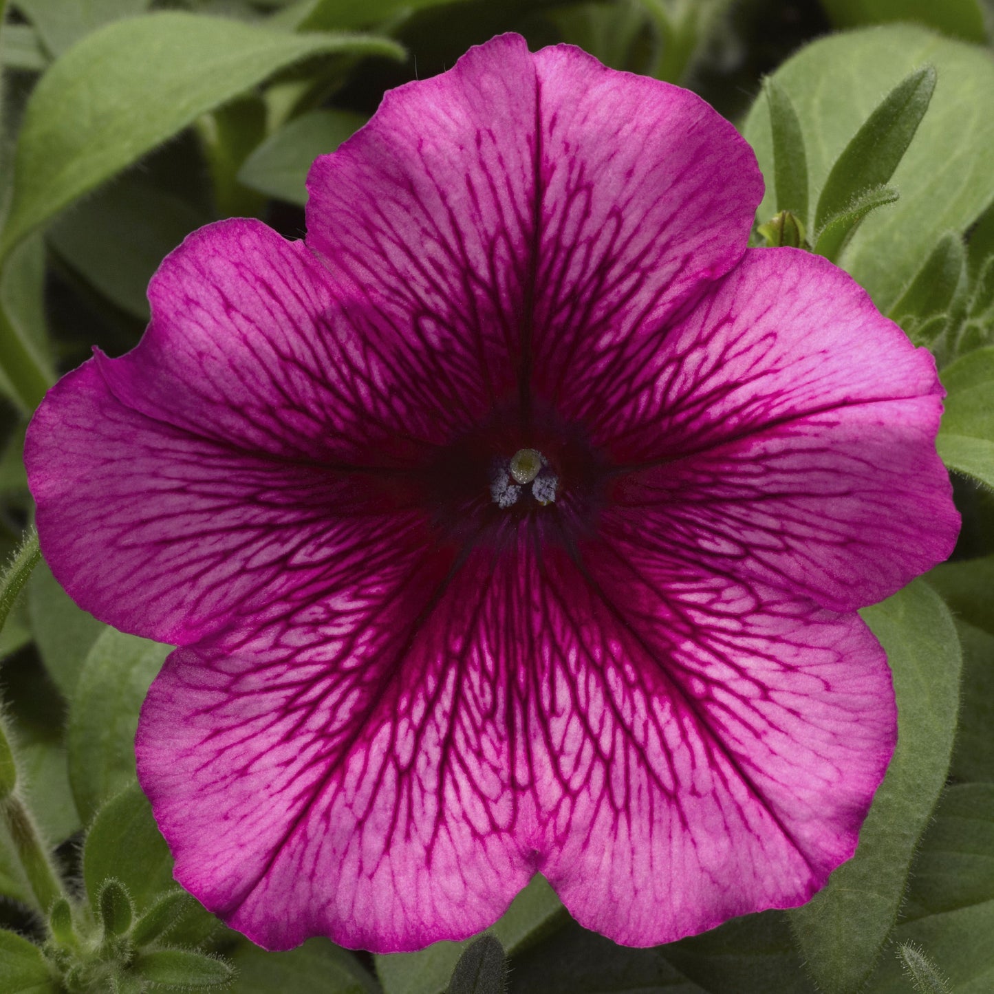 Upright Petunia Seeds Hurrah Plum Petunia 1,000 Pelleted Seeds