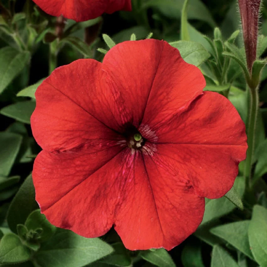 Upright Petunia Seeds Hurrah Red Petunia 1,000 Pelleted Seeds