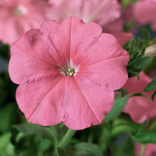 Upright Petunia Seeds Hurrah Salmon Petunia 1,000 Pelleted Seeds