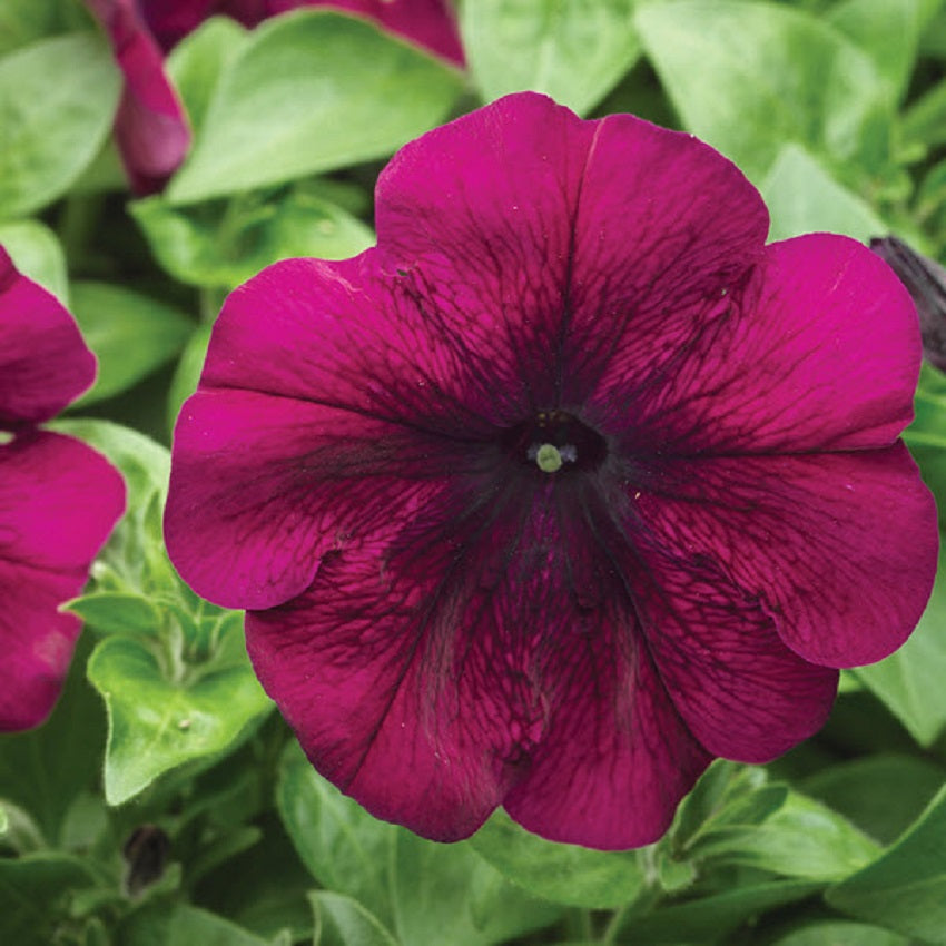 Upright Petunia Seeds Hurrah Velvet Petunia 1,000 Pelleted Seeds