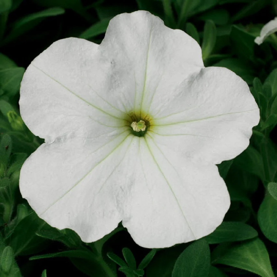 Upright Petunia Seeds Hurrah White Petunia 1,000 Pelleted Seeds