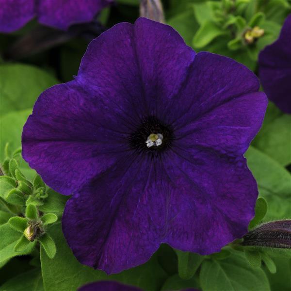 Upright Petunia Seeds Lo Rider™ Blue Petunia 1,000 Pelleted Seeds