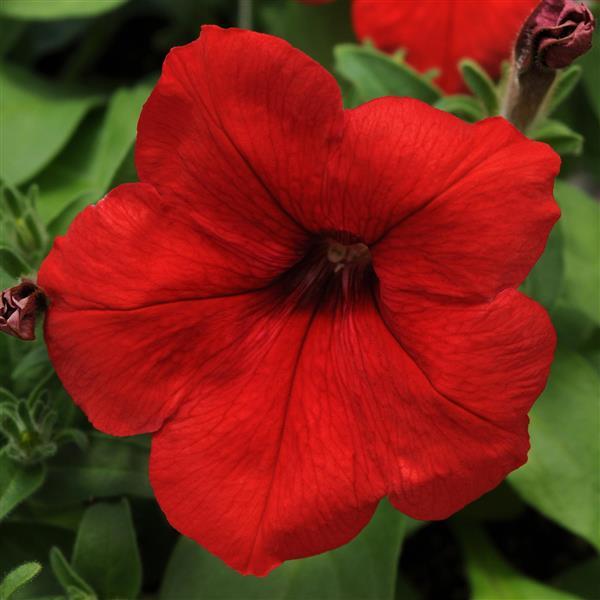 Upright Petunia Seeds Lo Rider™ Red Petunia 1,000 Pelleted Seeds