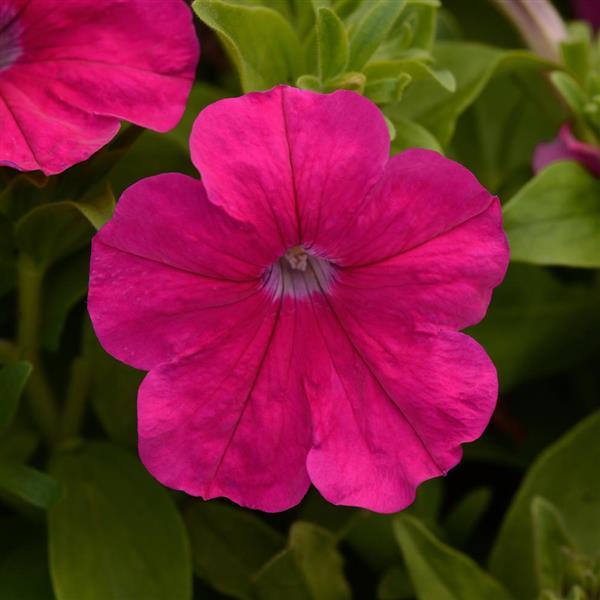 Upright Petunia Seeds Lo Rider™ Rose Petunia 1,000 Pelleted Seeds