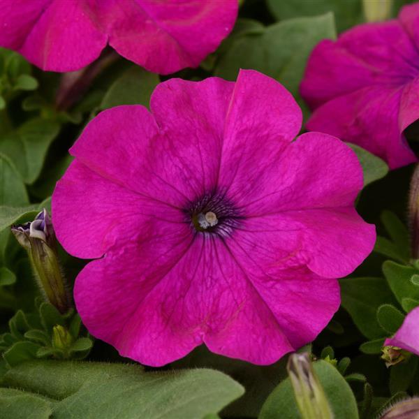 Upright Petunia Seeds Lo Rider™ Violet Petunia 1,000 Pelleted Seeds