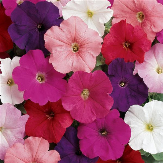 Upright Petunia Seeds Petunia Madness® Clear Mix 1,000 Pelleted Seeds