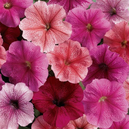 Upright Petunia Seeds Petunia Madness® Just Mix 1,000 Pelleted Seeds