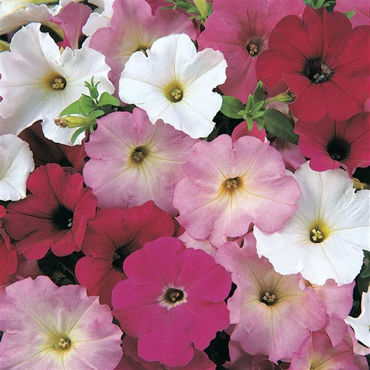 Upright Petunia Seeds Petunia Madness® Merlot Mix 1,000 Pelleted Seeds