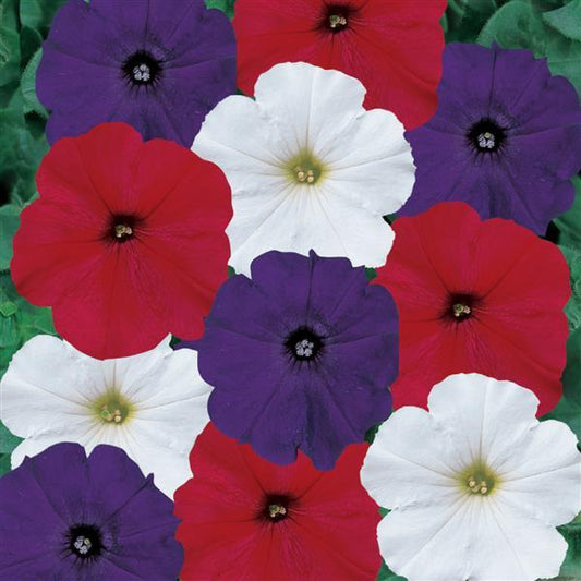 Upright Petunia Seeds Petunia Madness® Old Glory Mix 1,000 Pelleted Seeds