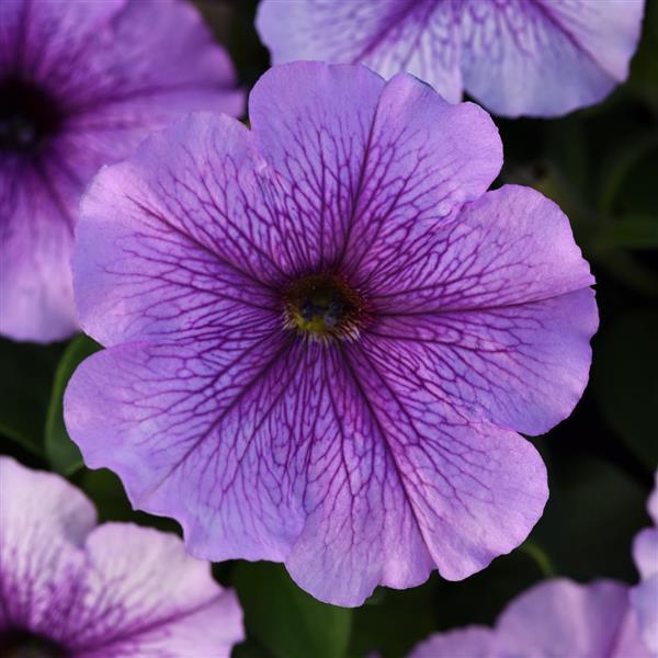 Upright Petunia Seeds Petunia Madness® Orchid 1,000 Pelleted Seeds