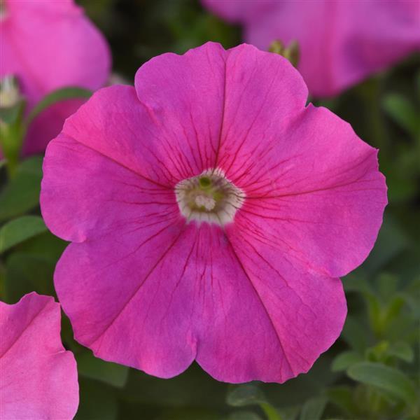 Upright Petunia Seeds Petunia Madness® Pink 1,000 Pelleted Seeds