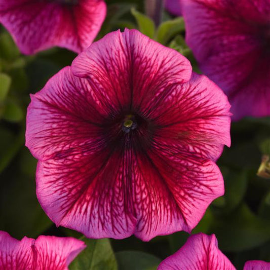 Upright Petunia Seeds Petunia Madness® Plum 1,000 Pelleted Seeds