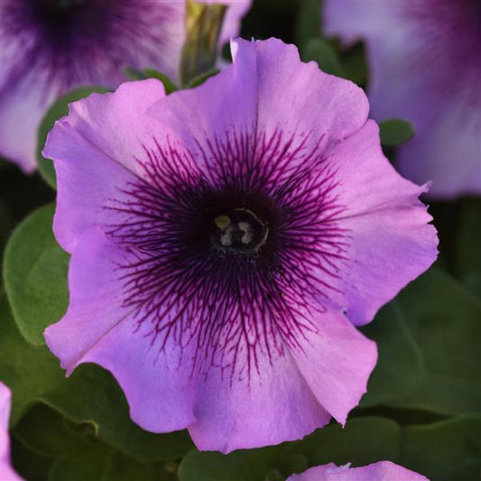 Upright Petunia Seeds Petunia Madness® Plum Crazy 1,000 Pelleted Seeds