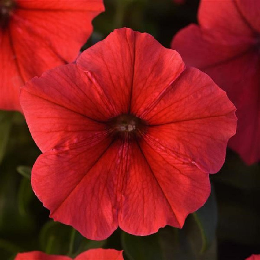 Upright Petunia Seeds Petunia Madness® Red 1,000 Pelleted Seeds