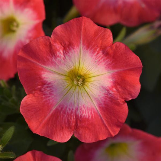 Upright Petunia Seeds Petunia Madness® Red Morn 1,000 Pelleted Seeds