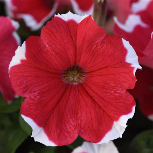 Upright Petunia Seeds Petunia Madness® Red Picotee 1,000 Pelleted Seeds