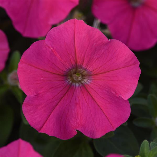 Upright Petunia Seeds Petunia Madness® Rose 1,000 Pelleted Seeds