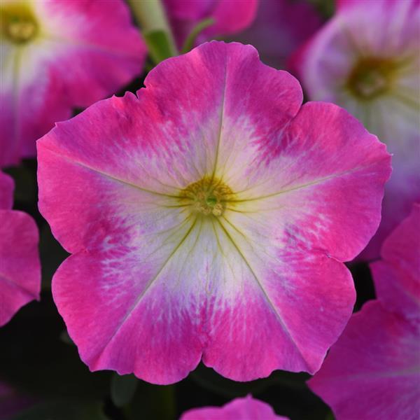 Upright Petunia Seeds Petunia Madness® Rose Morn 1,000 Pelleted Seeds