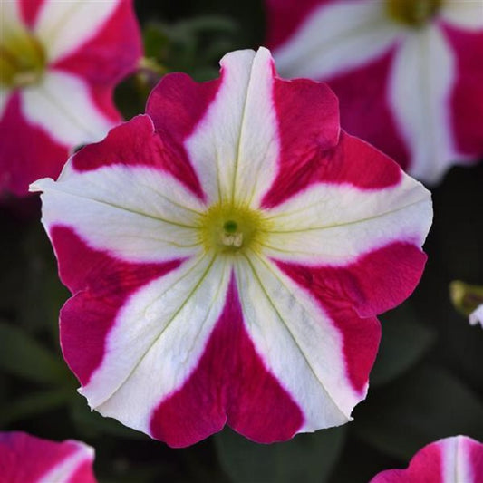 Upright Petunia Seeds Petunia Madness® Rose Star 1,000 Pelleted Seeds