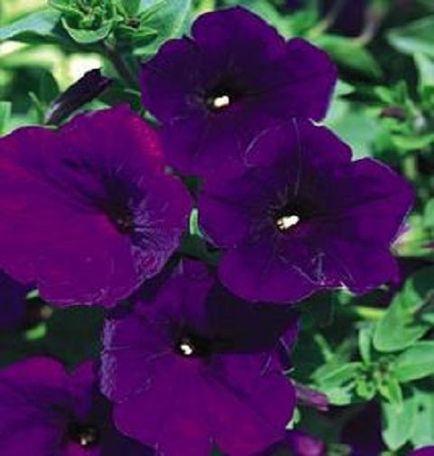 Upright Petunia Seeds Petunia Madness® Royal 1,000 Pelleted Seeds