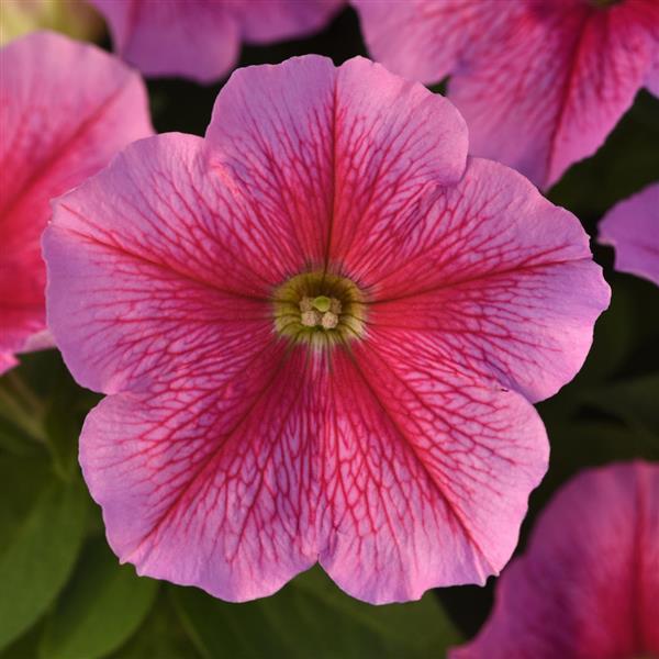 Upright Petunia Seeds Petunia Madness® Sheer 1,000 Pelleted Seeds