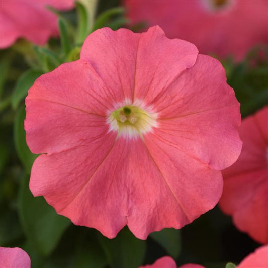 Upright Petunia Seeds Petunia Madness® Simply 1,000 Pelleted Seeds