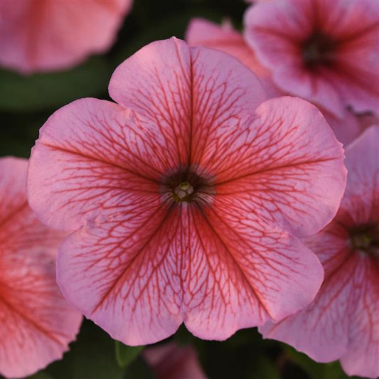 Upright Petunia Seeds Petunia Madness® Spring 1,000 Pelleted Seeds