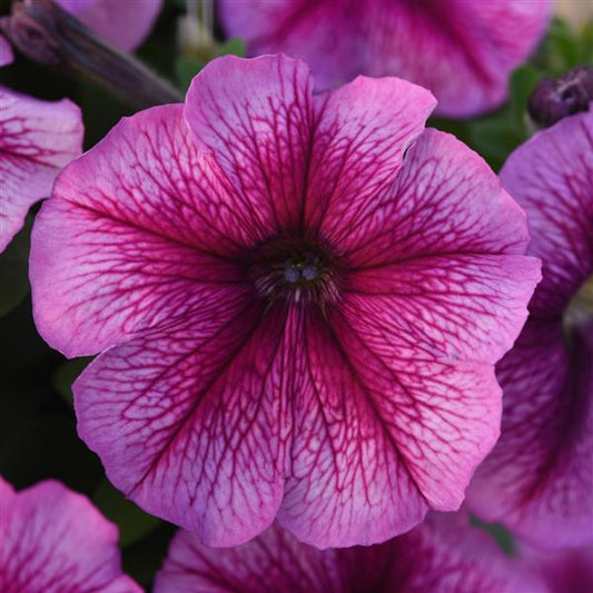 Upright Petunia Seeds Petunia Madness® Sugar 1,000 Pelleted Seeds