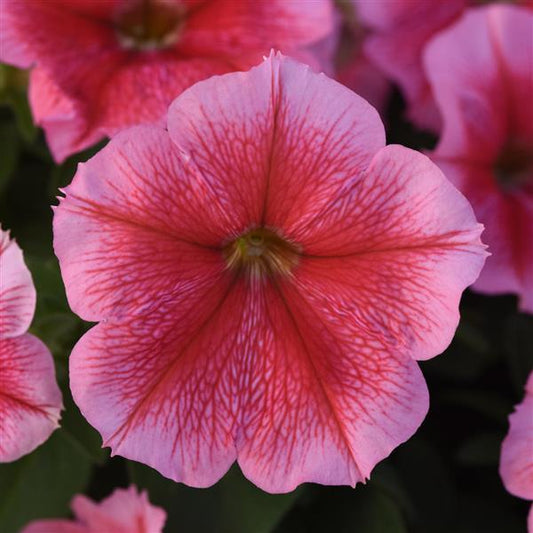 Upright Petunia Seeds Petunia Madness® Summer 1,000 Pelleted Seeds