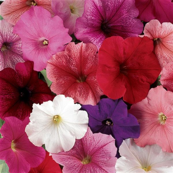 Upright Petunia Seeds Petunia Madness® Total Mix 1,000 Pelleted Seeds