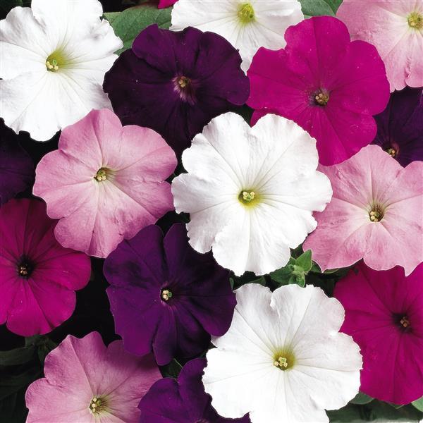 Upright Petunia Seeds Petunia Madness® Waterfall Mix 1,000 Pelleted Seeds