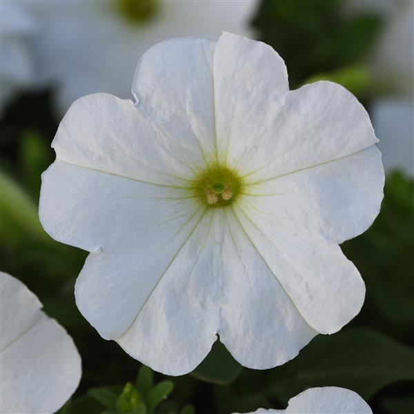 Upright Petunia Seeds Petunia Madness® White 1,000 Pelleted Seeds