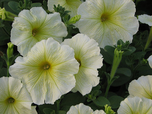 Upright Petunia Seeds Petunia Madness® Yellow 1,000 Pelleted Seeds