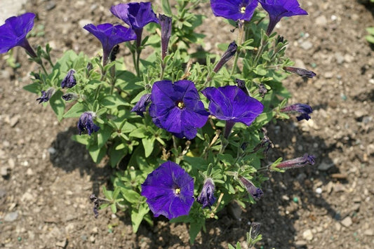 Upright Petunia Seeds Picobella Blue Petunia 1,000 Pelleted Seeds