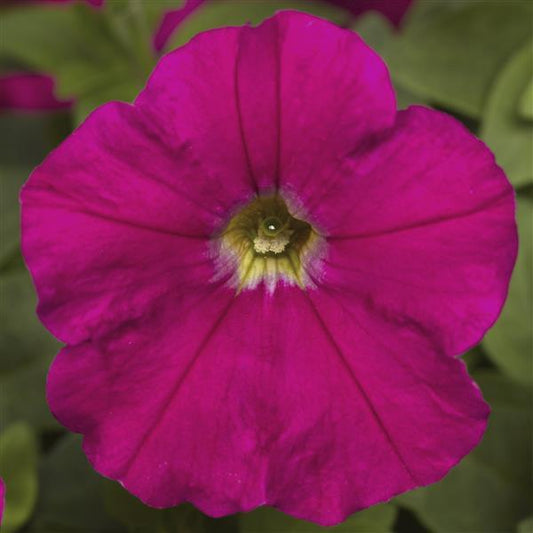 Upright Petunia Seeds Picobella Carmine Petunia 1,000 Pelleted Seeds