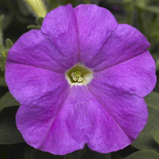 Upright Petunia Seeds Picobella Lavender Petunia 1,000 Pelleted Seeds