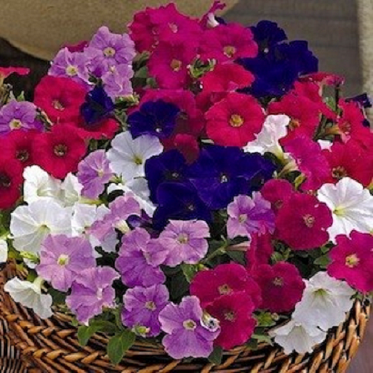 Upright Petunia Seeds Picobella Mix Petunia 1,000 Pelleted Seeds