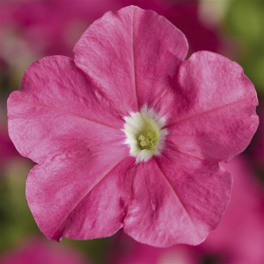 Upright Petunia Seeds Picobella Pink Petunia 1,000 Pelleted Seeds