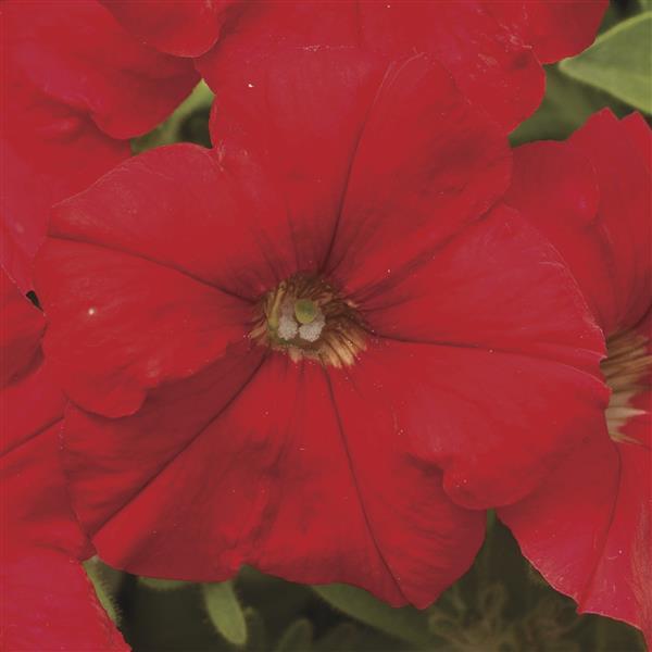 Upright Petunia Seeds Picobella Red Petunia 1,000 Pelleted Seeds