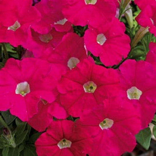 Upright Petunia Seeds Picobella Rose Petunia 1,000 Pelleted Seeds