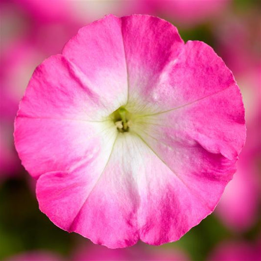 Upright Petunia Seeds Picobella Rose Morn Petunia 1,000 Pelleted Seeds