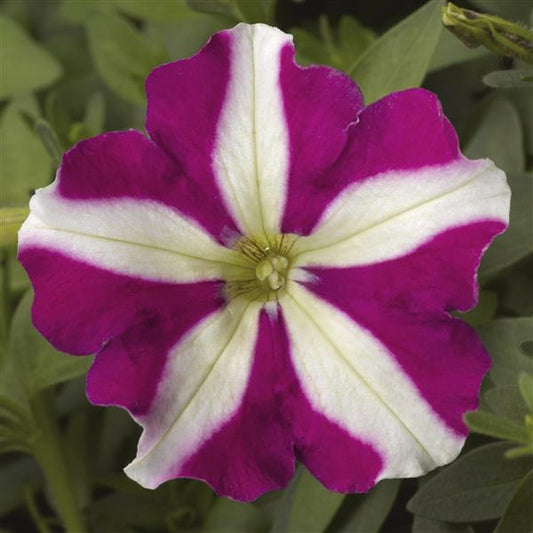 Upright Petunia Seeds Picobella Rose Star Petunia 1,000 Pelleted Seeds