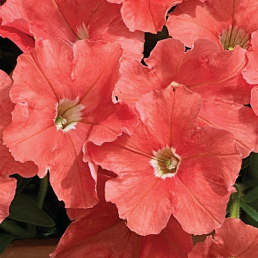 Upright Petunia Seeds Picobella Salmon Petunia 1,000 Pelleted Seeds