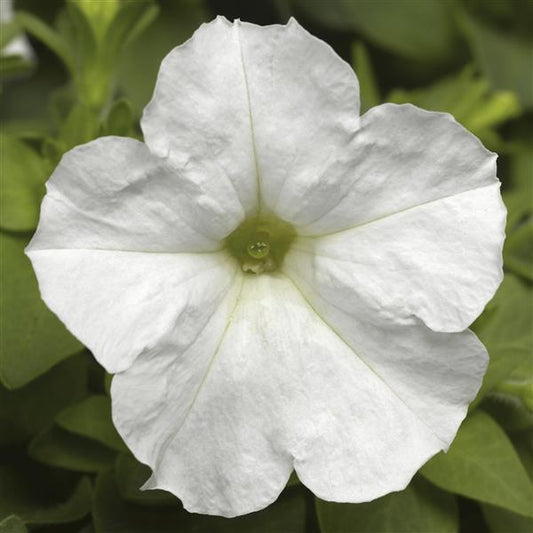 Upright Petunia Seeds Picobella White Petunia 1,000 Pelleted Seeds