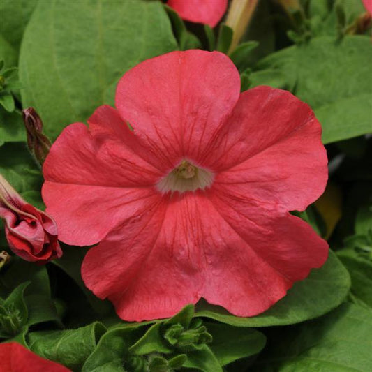 Upright Petunia Seeds Petunia Pretty Flora ™ Coral Petunia 1,000 Pelleted Seeds