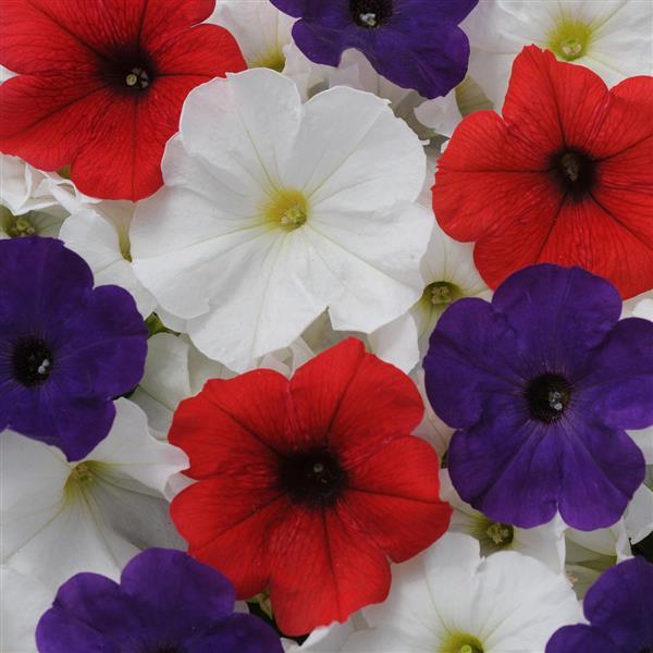 Upright Petunia Seeds Petunia Pretty Flora ™ Flag Mix Petunia 1,000 Pelleted Seeds