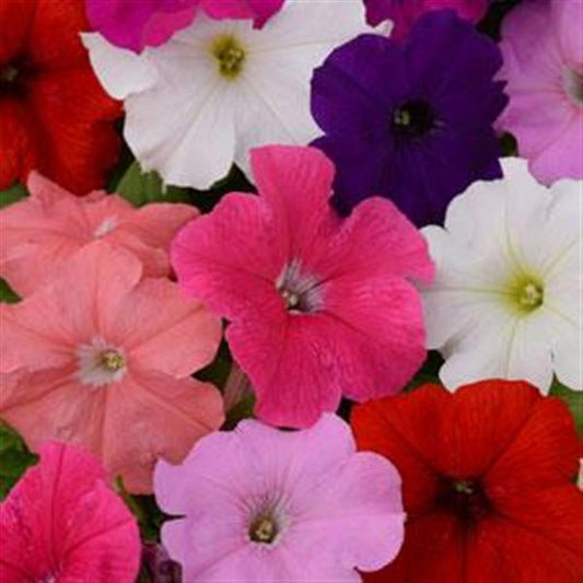 Upright Petunia Seeds Petunia Pretty Flora ™ Formula Mix Petunia 1,000 Pelleted Seeds