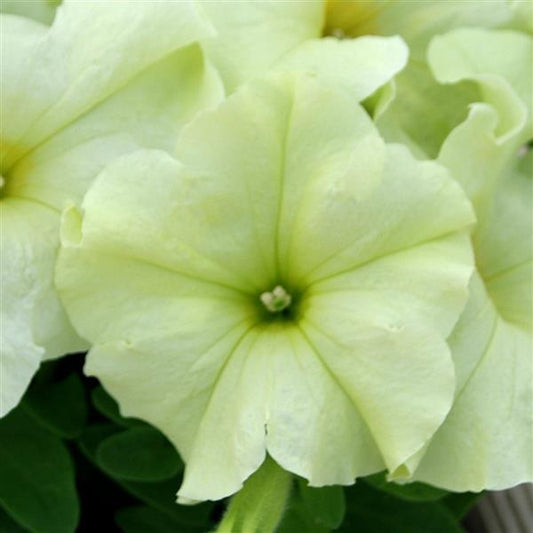 Upright Petunia Seeds Petunia Pretty Flora ™ Mellow Yellow Petunia 1,000 Pelleted Seeds