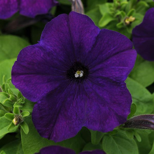 Upright Petunia Seeds Petunia Pretty Flora ™ Midnight Petunia 1,000 Pelleted Seeds